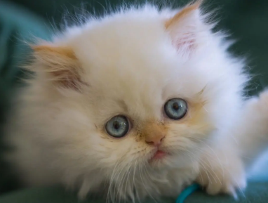 如何缓解猫咪发情?快来get一下~ 如何缓解猫咪发情?快来get一下~