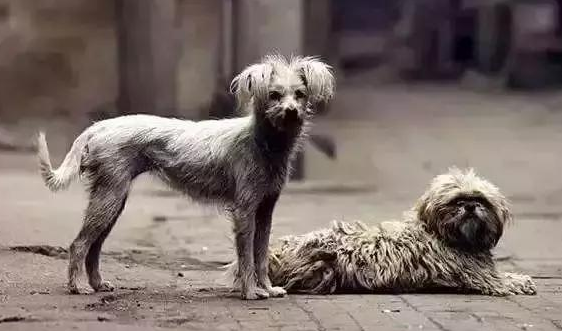 宠物去世可以做火化么？