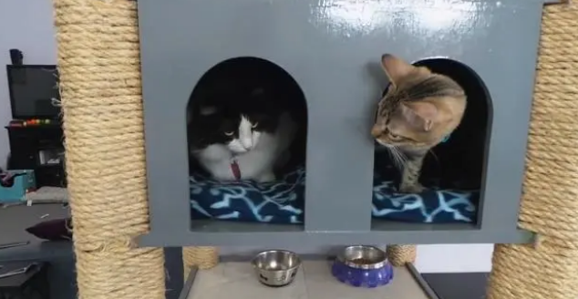 家里猫多最好买个猫爬架？这里面有什么说头呢