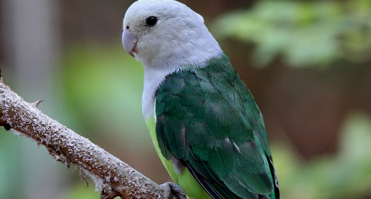 马达加斯加爱情鸟是不是鹦鹉？小编告诉你