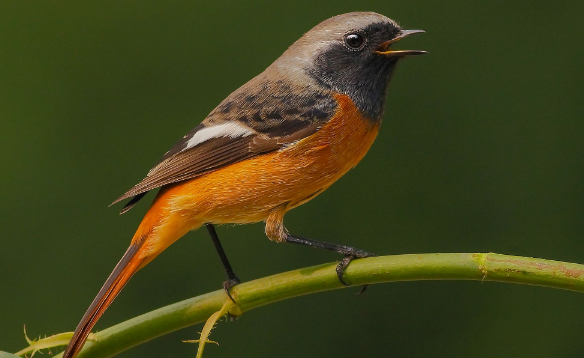 北红尾鸲是保护动物吗？各位爱鸟认识需注意