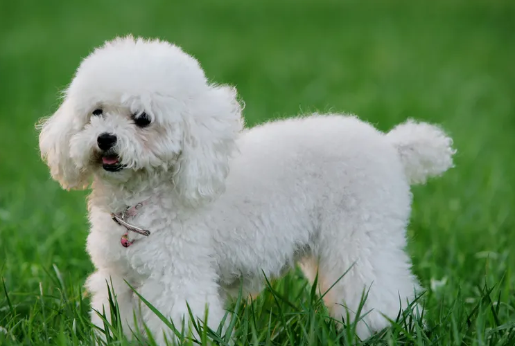 贵宾犬智商如何，看完这篇文章，你就清楚了