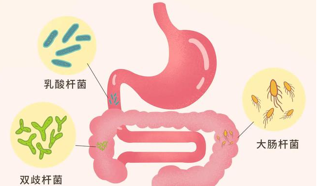 猫咪需要益生菌吗？以下几种情况下是需要的，铲屎官别忽视了