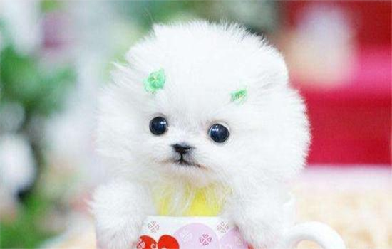 不能养茶杯犬？原因在这篇文章里