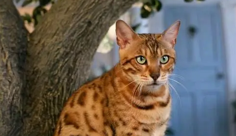 宠物体外驱虫后可以摸它吗？