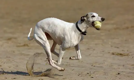 惠比特认主人吗？不清楚的可以看看！