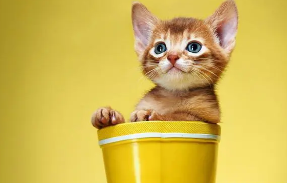 怎么区别猫抓板的好坏？怎样的才适合猫？