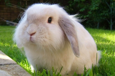 美国长毛垂耳兔感冒了怎么办？快来看看吧