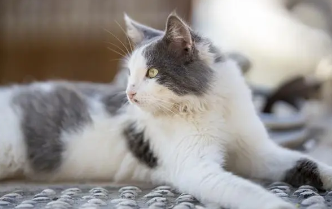 盘点市面上常见的3类猫砂，各类猫砂的优缺点是什么？