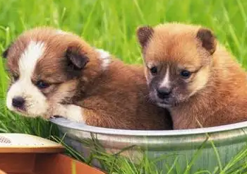 小狗为什么会吐黄水，来看看！