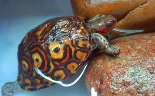 洪都拉斯木纹龟蜕皮吗?龟友们看过来! 洪都拉斯木纹龟蜕皮吗?龟友们看过来!