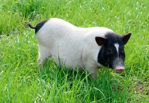 巴马香猪最大可以长成这个体型 巴马香猪最大可以长成这个体型