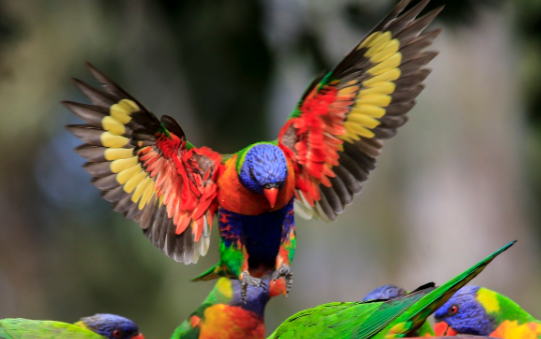 亚历山大鹦鹉感冒吃什么药？答案在这里！