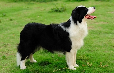 边境牧羊犬多久断奶?主人来看看吧 边境牧羊犬多久断奶?主人来看看吧