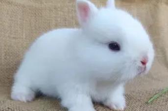 新手看过来,大耳白兔怎么养? 新手看过来,大耳白兔怎么养?