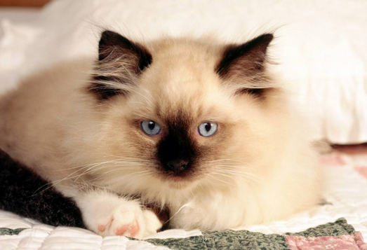 猫每个月都要做体内外驱虫吗