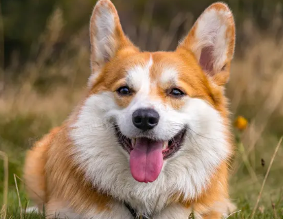 小狗咳咳咔怎么回事？这篇文章给你答案！