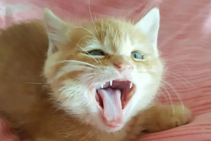 猫咪需要补充益生菌吗？五分钟带你快速了解！