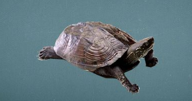 齿缘摄龟可以长多大？是什么样子的？