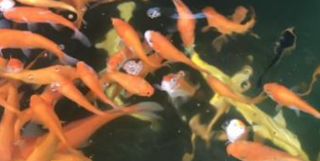 盘点鱼缸水质不好的三个早期信号，别等观赏鱼病了，你才反应过来