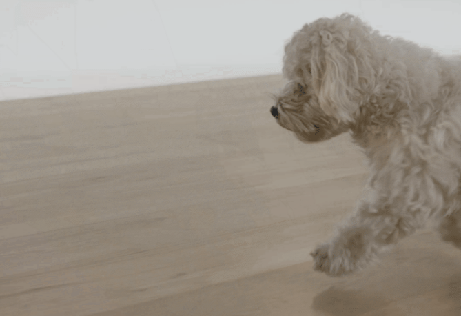 卢森地板丨为萌宠家庭带去更为安心的关怀 卢森地板丨为萌宠家庭带去更为安心的关怀