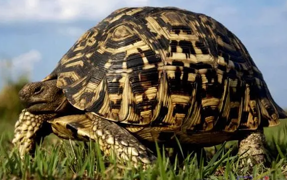 豹斑象龟的寿命有多长？