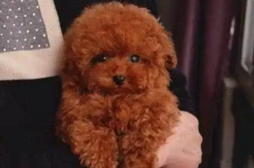 迷你型泰迪的重量是多少，4斤吗？