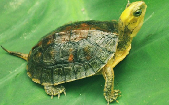 养龟小科普：金头闭壳龟寿命多长？