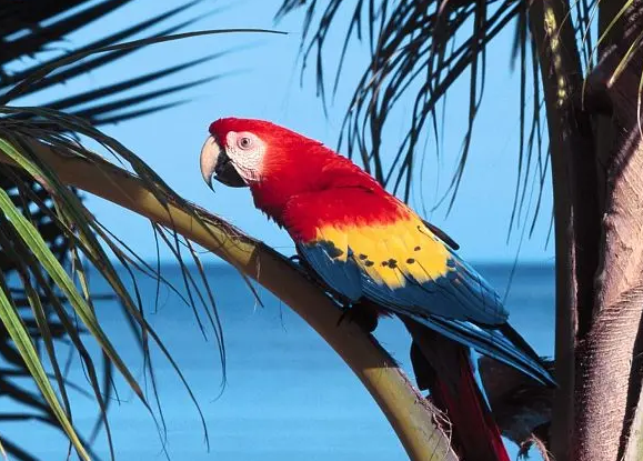 红肩迷你金刚鹦鹉优缺点，有人知道吗？