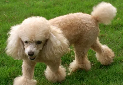 贵宾犬的掉毛程度，你们清楚吗？