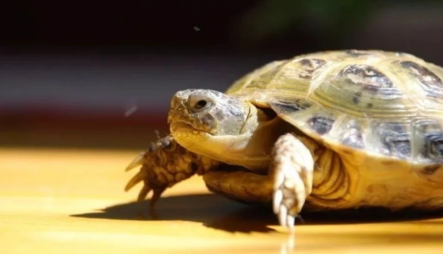 乌龟怎么养？一次喂多少龟粮？