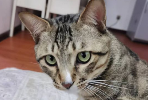 猫咪吃猫草的好处有哪些？