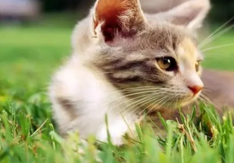 宠物体外驱虫后可以摸它吗?大多数人都做错了 宠物体外驱虫后可以摸它吗?大多数人都做错了