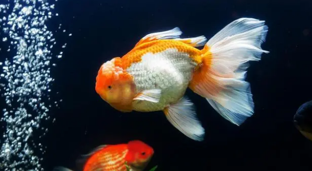 养鱼必备增氧气泵，怎么正确选择和使用？这6点你要注意