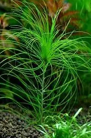 鱼缸造景水草种类大全