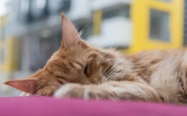 猫耳螨用驱虫药可以吗