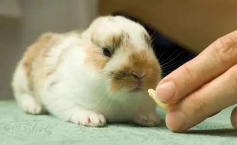 眼睛大而有神的磨光兔，价格你知道吗？