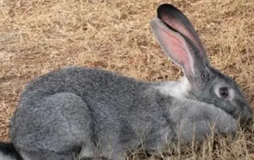 巨型金吉拉兔究竟有多“巨大”呢？好奇的看过来吧