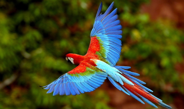 金领金刚鹦鹉的寿命，是你意想不到的！