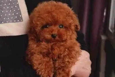 泰迪到底有多少体型分类，一起来看看吧~