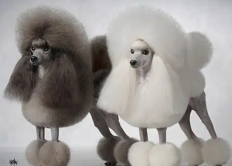 巨型贵宾犬有多大？饮食上要注意什么？