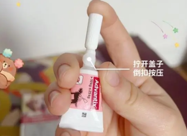 春季狗狗体外驱虫，这些知识要知道