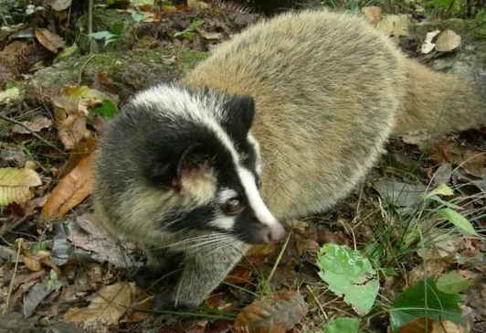果子狸会感染新冠吗？来看一看吧