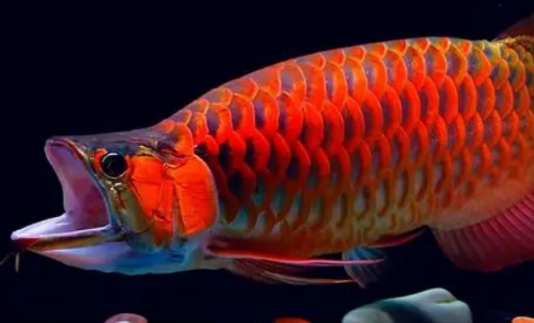 鱼缸硝化系统多久能建立，什么时候能放鱼，看完不用再犯愁