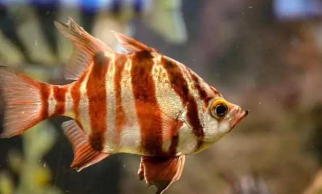 鱼缸水质如何维护才能变好？