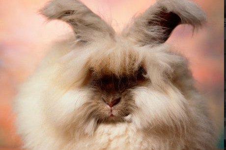 安哥拉草泥兔哪有卖的？看这里！