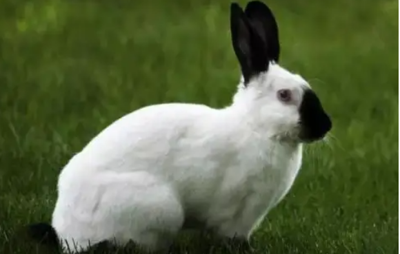 选择凤眼侏儒兔好还是喜玛拉雅兔好，看完你就明白了