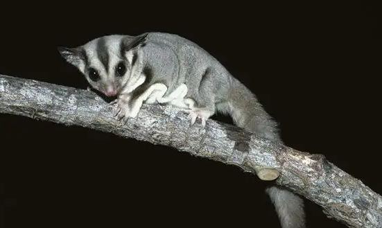 如何判断蜜袋鼯生病了?新手必看