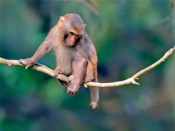 大圣原型,为你揭开西比路岛猕猴的面纱 大圣原型,为你揭开西比路岛猕猴的面纱