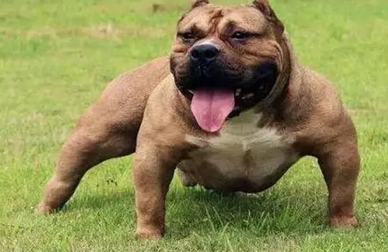 比特犬为什么会立耳？竟然是这个原因